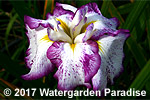 Iris 'Freckled Geisha'