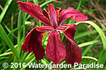 Iris fulva (Louisiana Iris Species)