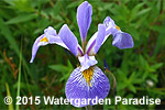 Iris 'Gerald Darby'