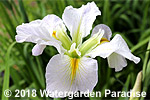 Iris 'Good Doctor' (Louisiana Iris)