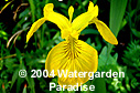 Iris pseudacorus 'Golden Queen'