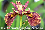 Iris x 'Holden Clough'