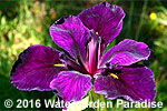 Iris 'Jeri' (Louisiana Iris)