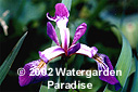 Iris versicolor 'Kermesina'
