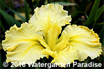 Iris 'Koorawatha' (Louisiana Iris)