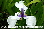 Iris laevigata 'Alba'