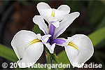 Iris laevigata 'Shiro-Komachi'