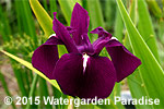 Iris laevigata 'Wyvern'