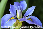 Iris 'Lake Ouachita' (Louisiana Iris)
