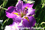 Iris 'Mrs. Ira Nelson' (Louisiana Iris)