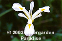 Iris versicolor 'Murrayana'