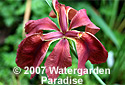 Iris nelsonii