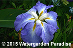 Iris 'Ocean Mist'