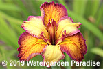 Iris 'Our Dorothy' (Louisiana Iris)