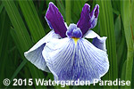 Iris 'Peacock Dance'