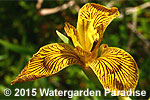 Iris pseudacorus 'Phil Edinger'