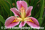 Iris 'Pink Poetry' (Louisiana Iris)