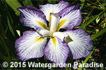 Iris 'Prairie Edge'