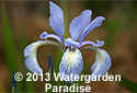 Iris prismatica