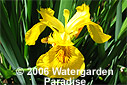 Iris pseudacorus