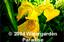 Iris pseudacorus 'Variegata'