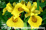 Iris pseudacorus 'Roy Davidson'