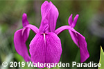 Iris laevigata 'Regal'