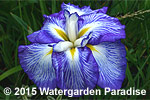 Iris 'Reign of Glory'