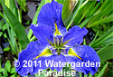 Iris 'Sinfonietta' (Louisiana Iris)