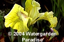 Iris pseudacorus 'Sulphur Queen'