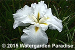 Iris 'Summer Snowflake'