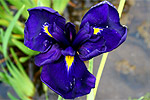 Iris 'Taffeta and Velvet'