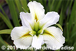 Iris 'Ti Tree' (Louisiana Iris)