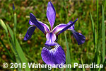 Iris versicolor
