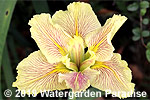 Iris 'Very Vein' (Louisiana Iris)
