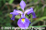 Iris virginica 'Contraband Girl' (Southern Blue Flag Iris)