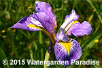 Iris virginica 'Orchid'