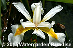 Iris virginica 'Slightly Daft'