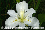 Iris 'Dural White Butterfly' (Louisiana Iris)