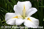 Iris 'White Heaven' (Louisiana Iris)