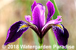 Iris versicolor 'Wild Wine'