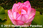 Nelumbo 'Rosea'