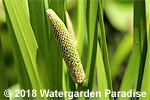 Acorus calamus