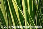 Acorus calamus var. 'Variegatus'