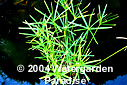 Cyperus alternifolius var. 'Gracilis'