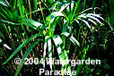 Cyperus alternifolius
