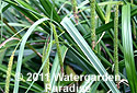 Carex pendula