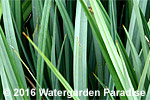 Carex paludosa