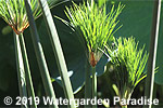Cyperus percamenthus