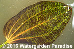 Echinodorus 'Felix'